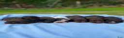 Cocker Spaniel dogs for sale: KC COCKER SPANIEL PUPPIES - Advert 1
