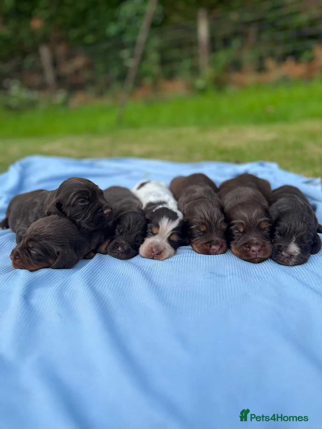 Cocker Spaniel dogs for sale: KC COCKER SPANIEL PUPPIES - Advert 1