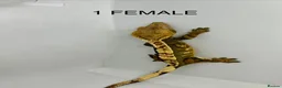 Gecko reptiles for sale: CRESTED GECKOS FOR SALE MALE AND FEMALE - Advert 8