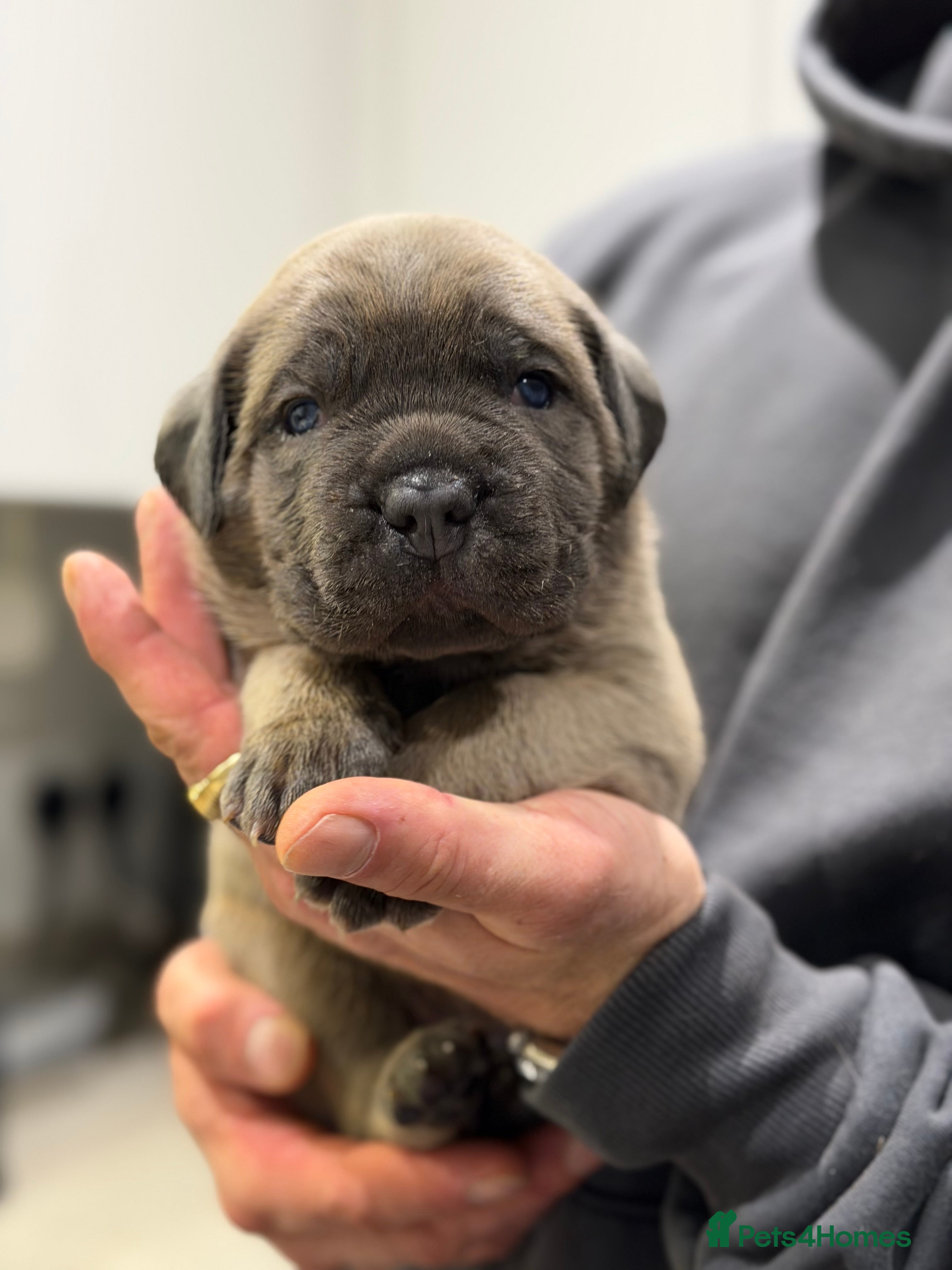 Cane Corso dogs ICCF Registered Formentino Cane Corsos  - Advert 5