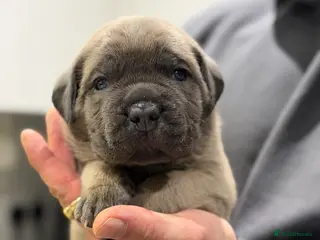 Cane Corso dogs ICCF Registered Formentino Cane Corsos - Advert 5