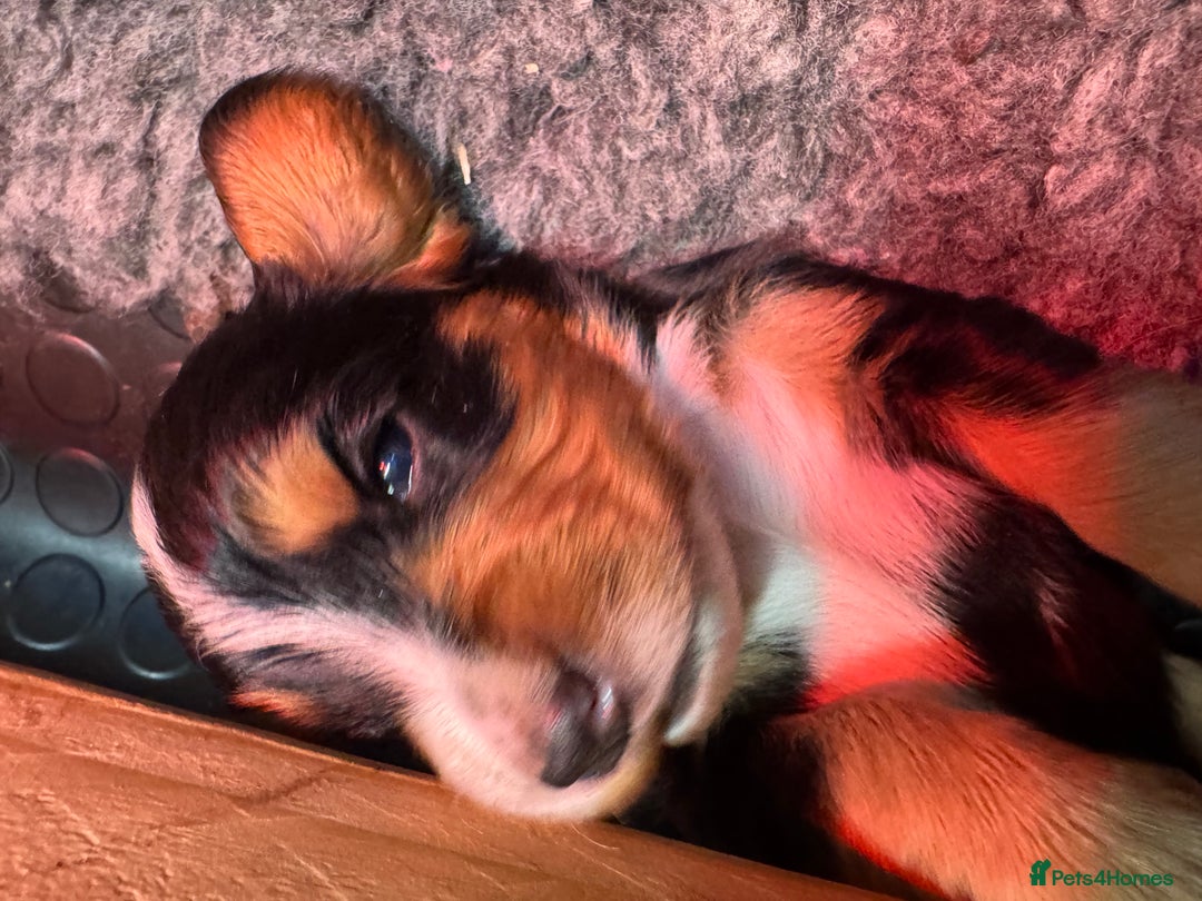 Cocker Spaniel dogs for sale: Working Cocker Spaniel Puppies - Advert 17