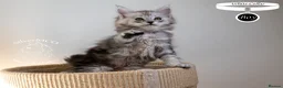 Maine Coon cats for sale: Stunning Maine Coon Kittens - Advert 19