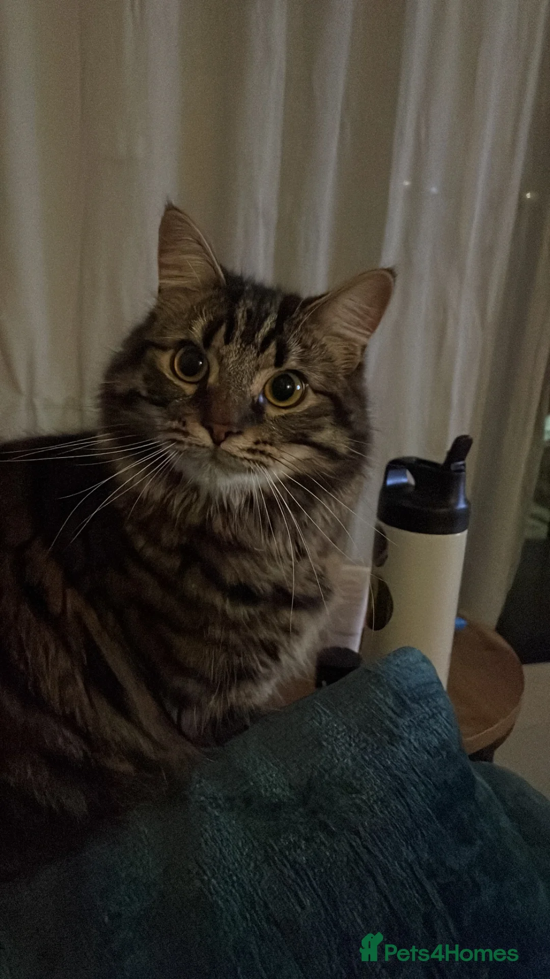 Mixed Breed cats for sale: Beautiful 1.5 Year Old Bengal Mix in Peacehaven - Advert 2