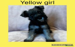 Miniature Schnauzer dogs for sale: Miniature Schnauzer Puppies  - Image 11