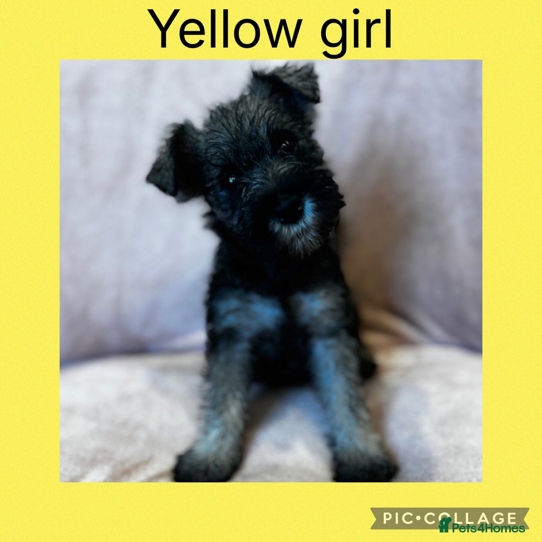 Miniature Schnauzer dogs for sale: Miniature Schnauzer Puppies  - Image 11