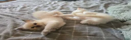 Ragdoll cats for sale: Beautiful Ragdoll Kittens – Ready to Reserve 🐾 in Edinburgh - Advert 2