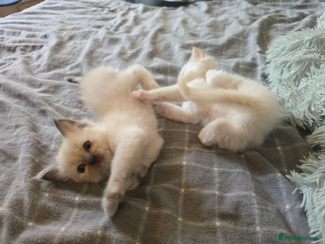 Ragdoll cats for sale: Beautiful Ragdoll Kittens – Ready to Reserve 🐾 in Edinburgh - Advert 2