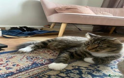 Mixed Breed cats for sale: Fluffy mixed tabby kittens  - Image 28