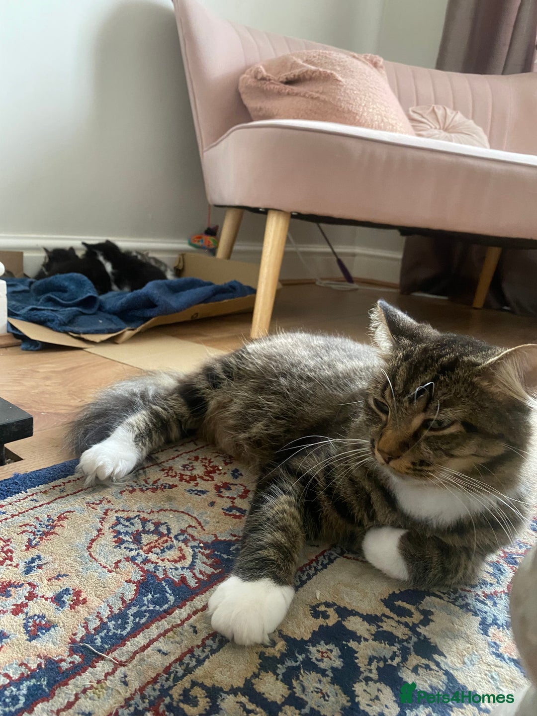 Mixed Breed cats for sale: Fluffy mixed tabby kittens  - Image 28