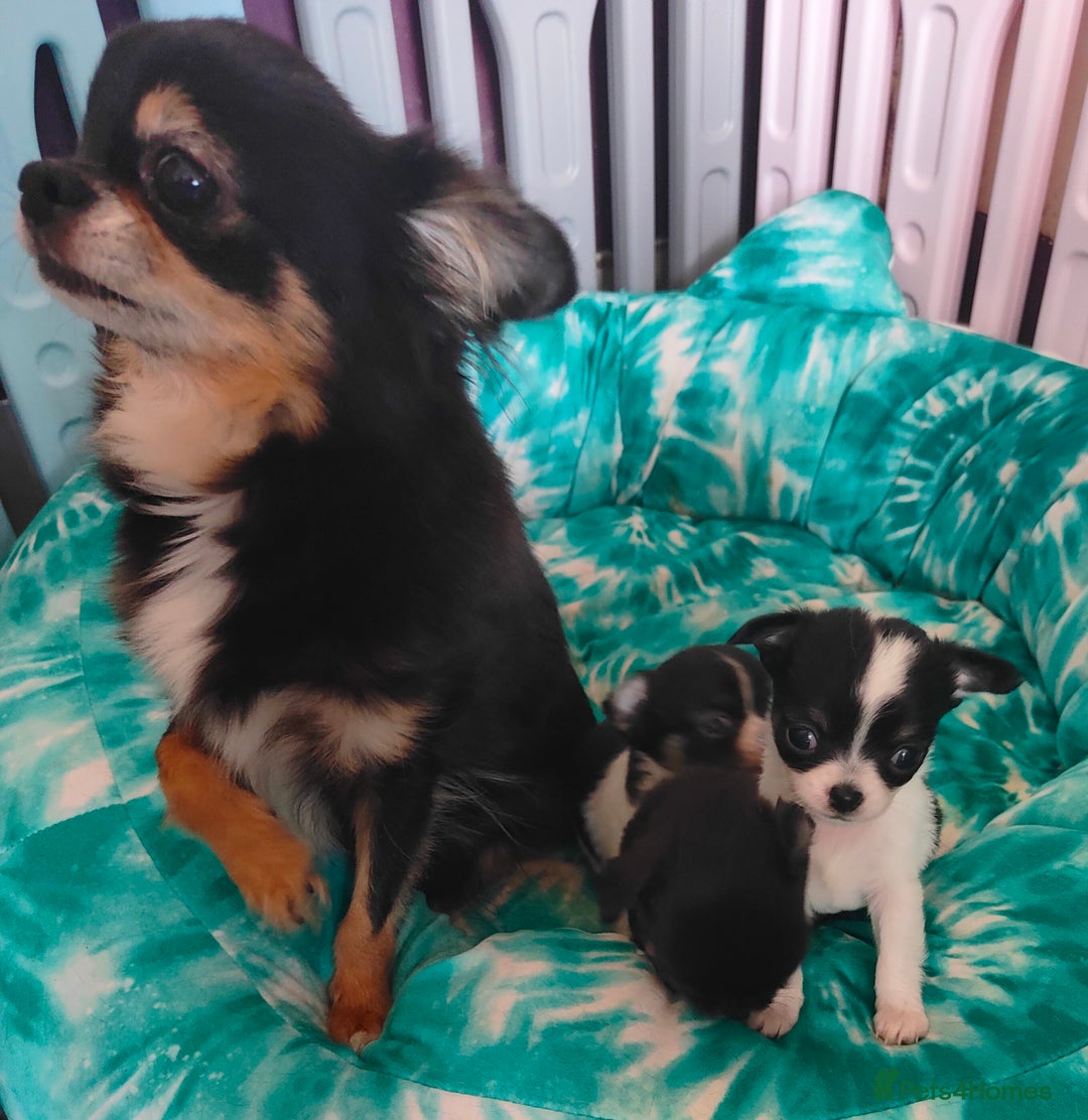 Chihuahua dogs for sale: Amazing Quality Long Coat Chihuahua puppies - Image 5
