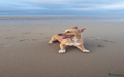 Staffordshire Bull Terrier dogs for sale: 5 year old Staffy  - Image 4