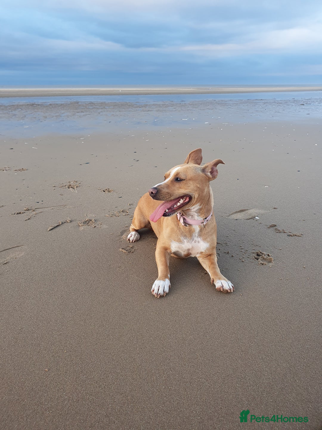 Staffordshire Bull Terrier dogs for sale: 5 year old Staffy  - Image 4