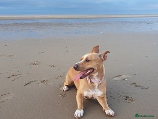 Staffordshire Bull Terrier dogs - Advert 35