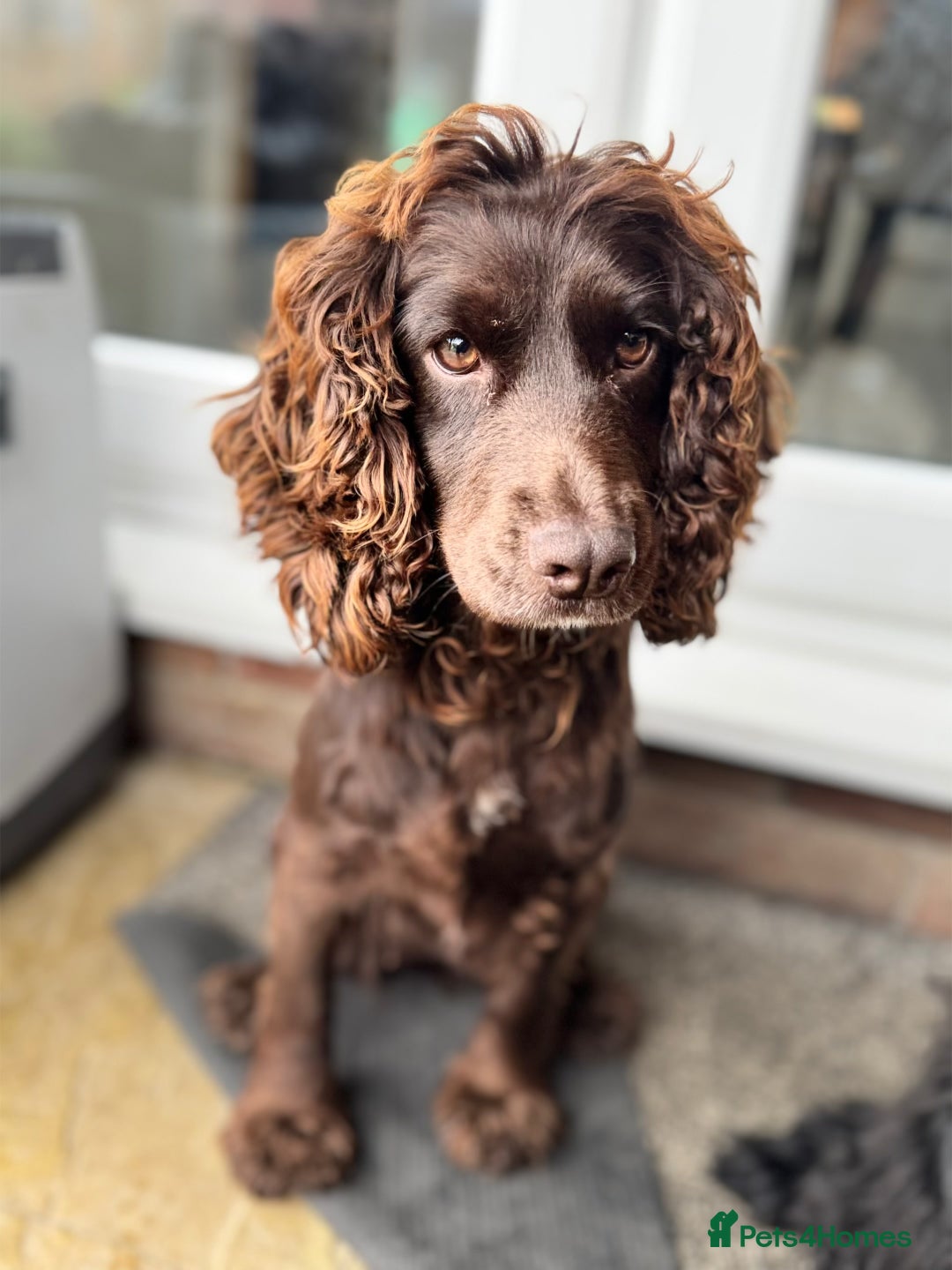 Cocker Spaniel dogs for sale: Cocker spaniel  - Advert 5