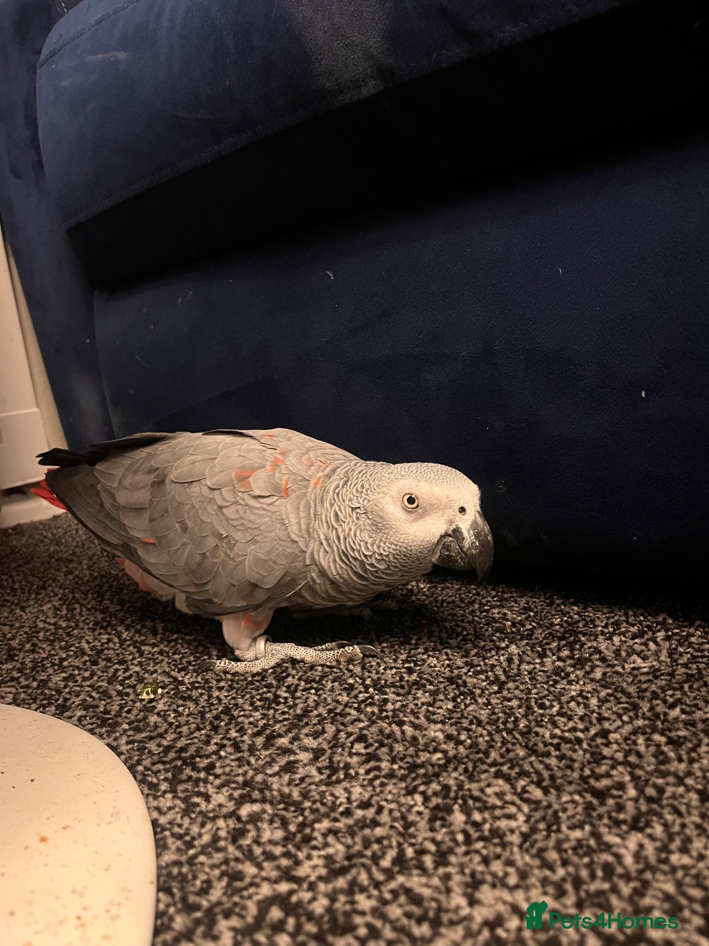Parrots birds for sale: Tame Red factor African grey  - Advert 14