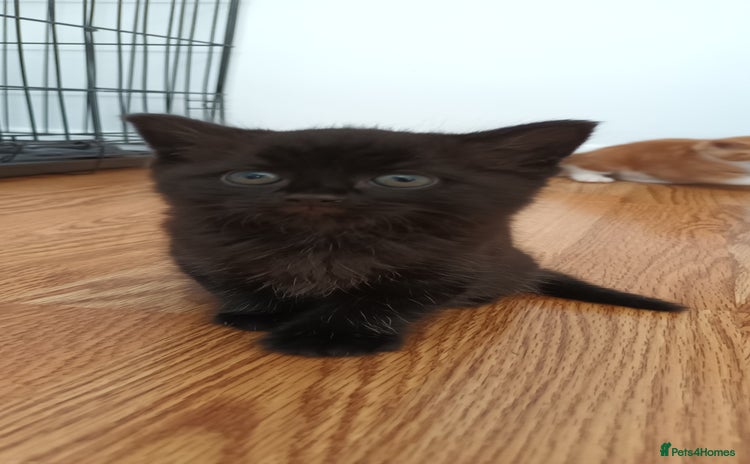 Domestic Shorthair cats - Advert 11