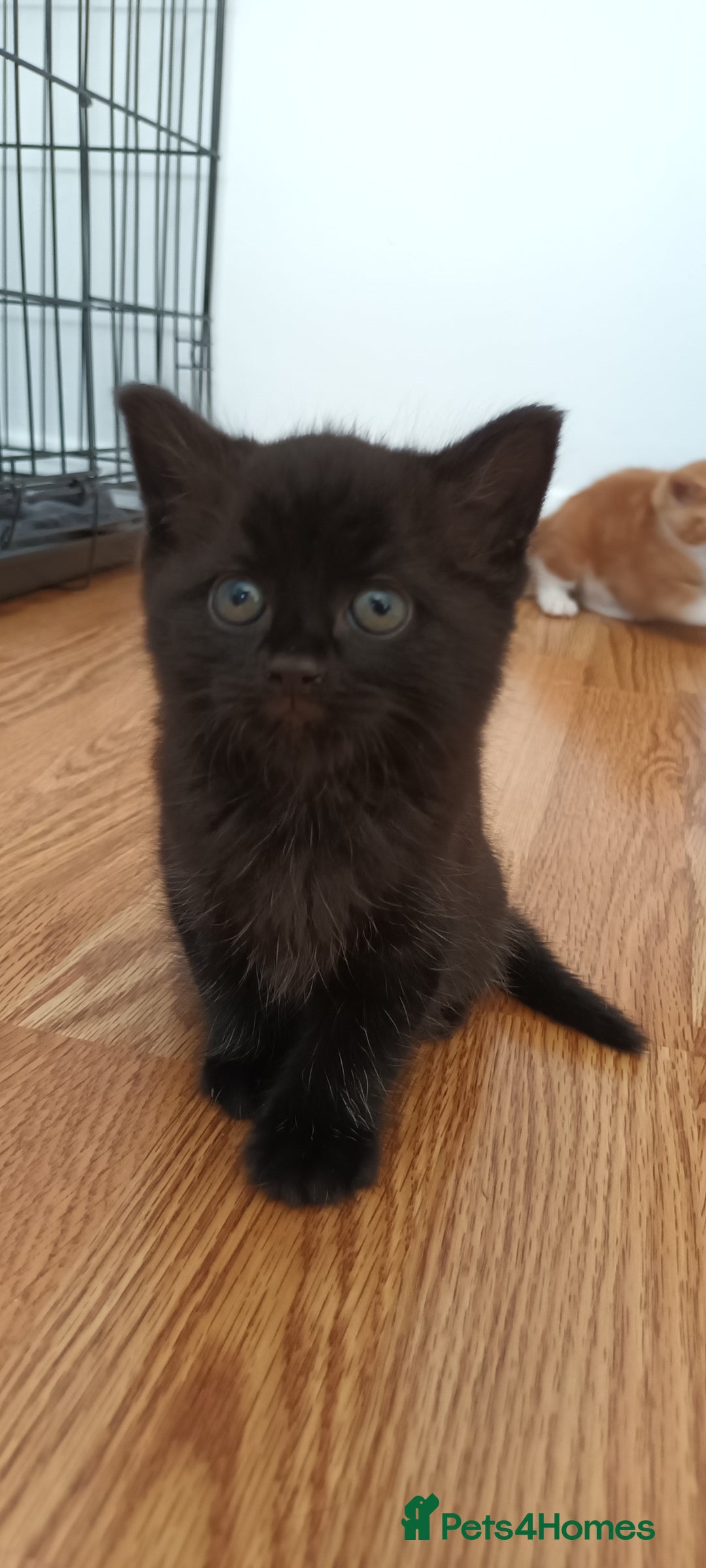 Domestic Shorthair cats for sale: 3 kittens for sale, 2 boys 1 girl.  - Image 1