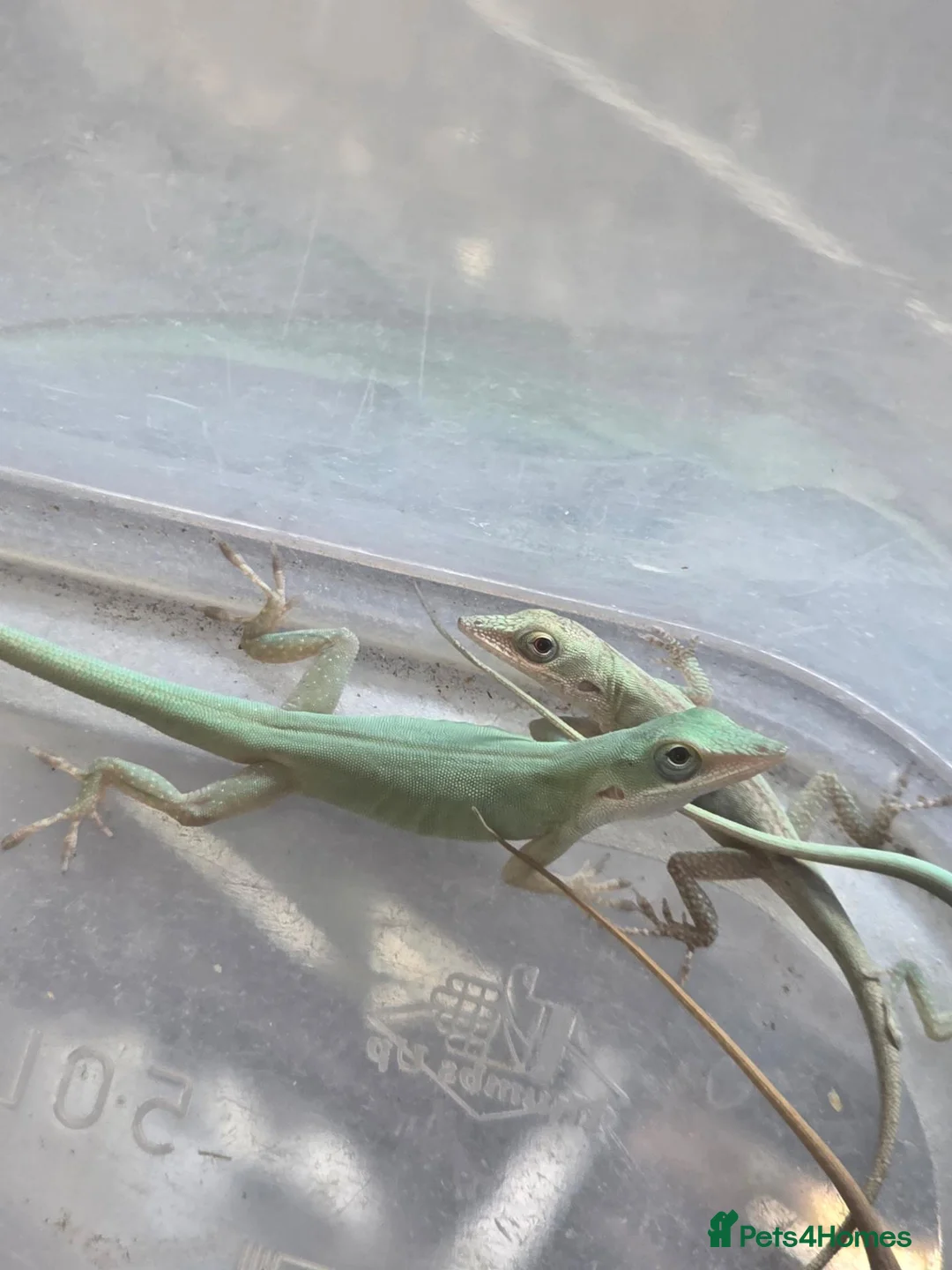 Anole reptiles for sale: Anolis allisoni - Advert 2