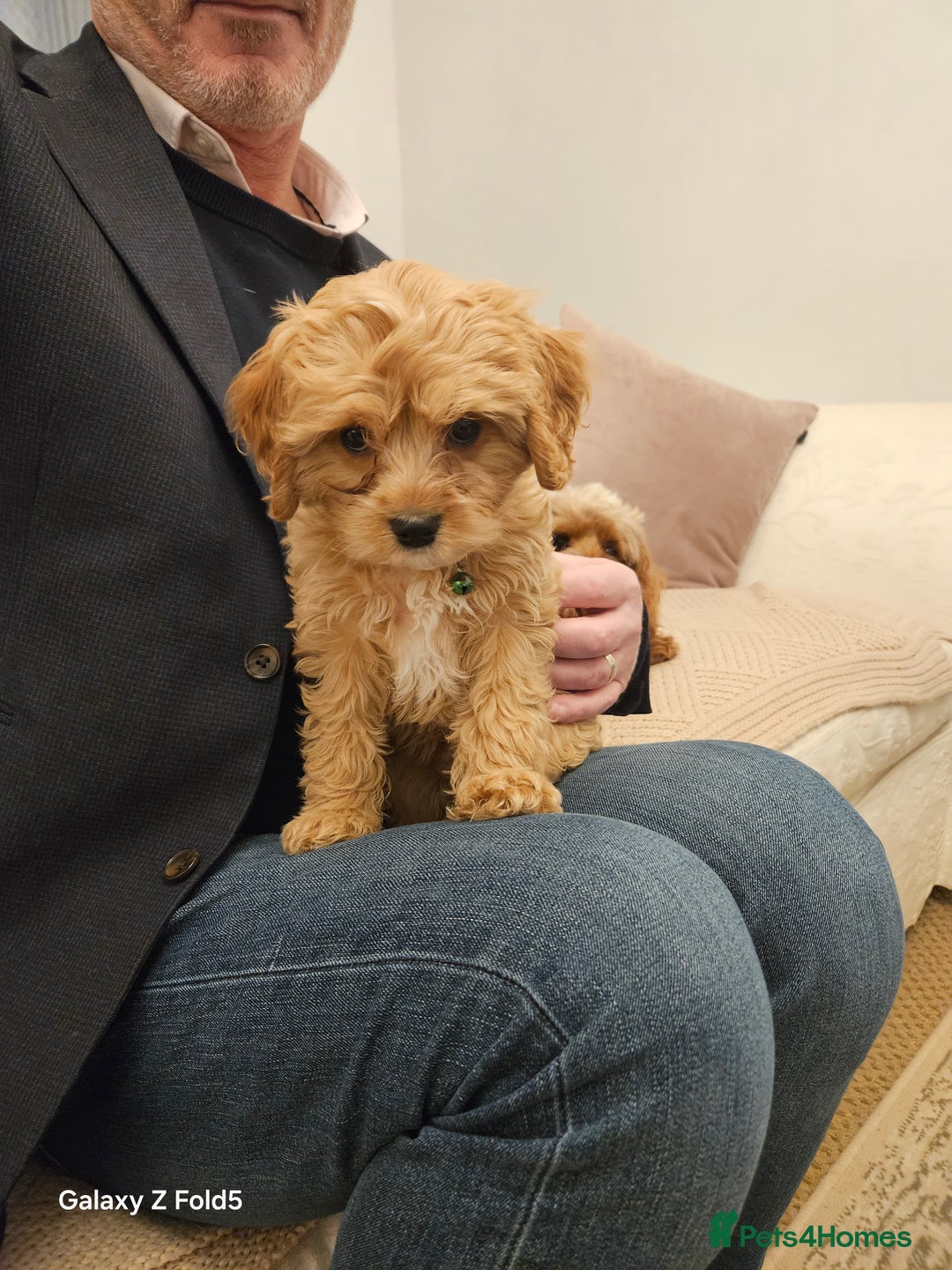 Cavapoo dogs for sale: LITTER OF BEAUTIFUL F2 CAVAPOO 1 boy now left   - Advert 11
