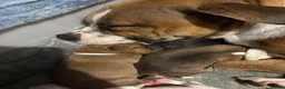 Mixed Breed dogs for sale: Staffie puppies - Advert 3