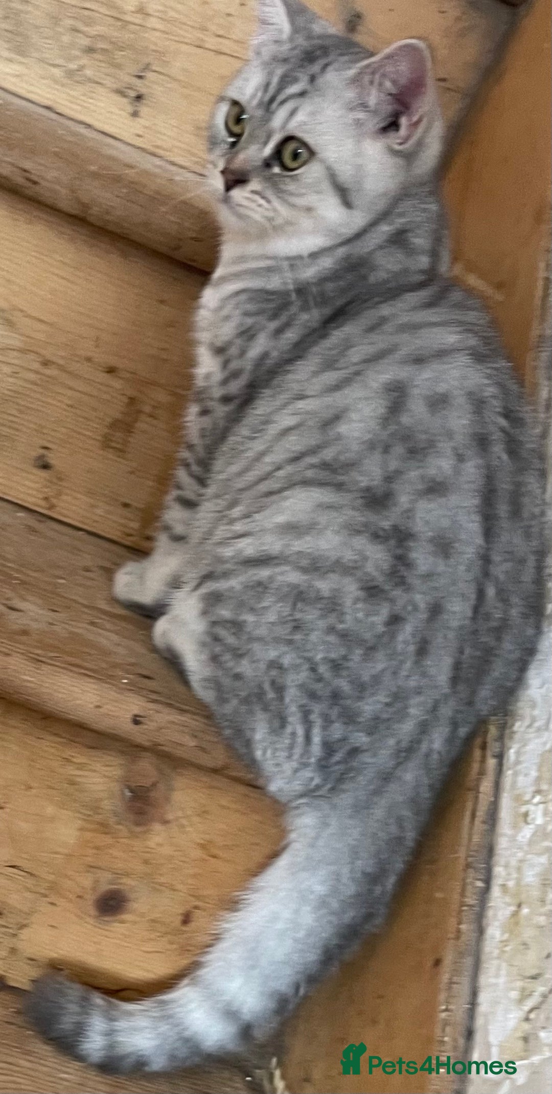 British Shorthair cats for sale: Silver tic & golden tic  - Image 6