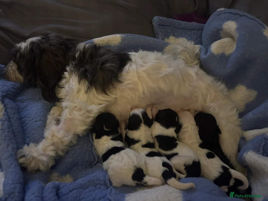 Mixed Breed dogs for sale: Shihpoo puppies - Advert 3