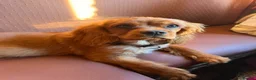 Cavalier King Charles Spaniel dogs for sale: Beautiful Ruby Boy Cavilier King Charles - Advert 3