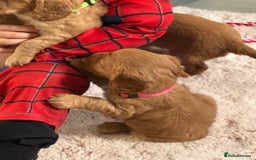 Cocker Spaniel dogs for sale: Kc reg cocker spaniels with 5 weeks insurance  - Advert 32