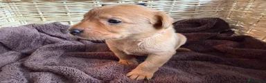 Labrador Retriever Puppy 7 - Light Pink