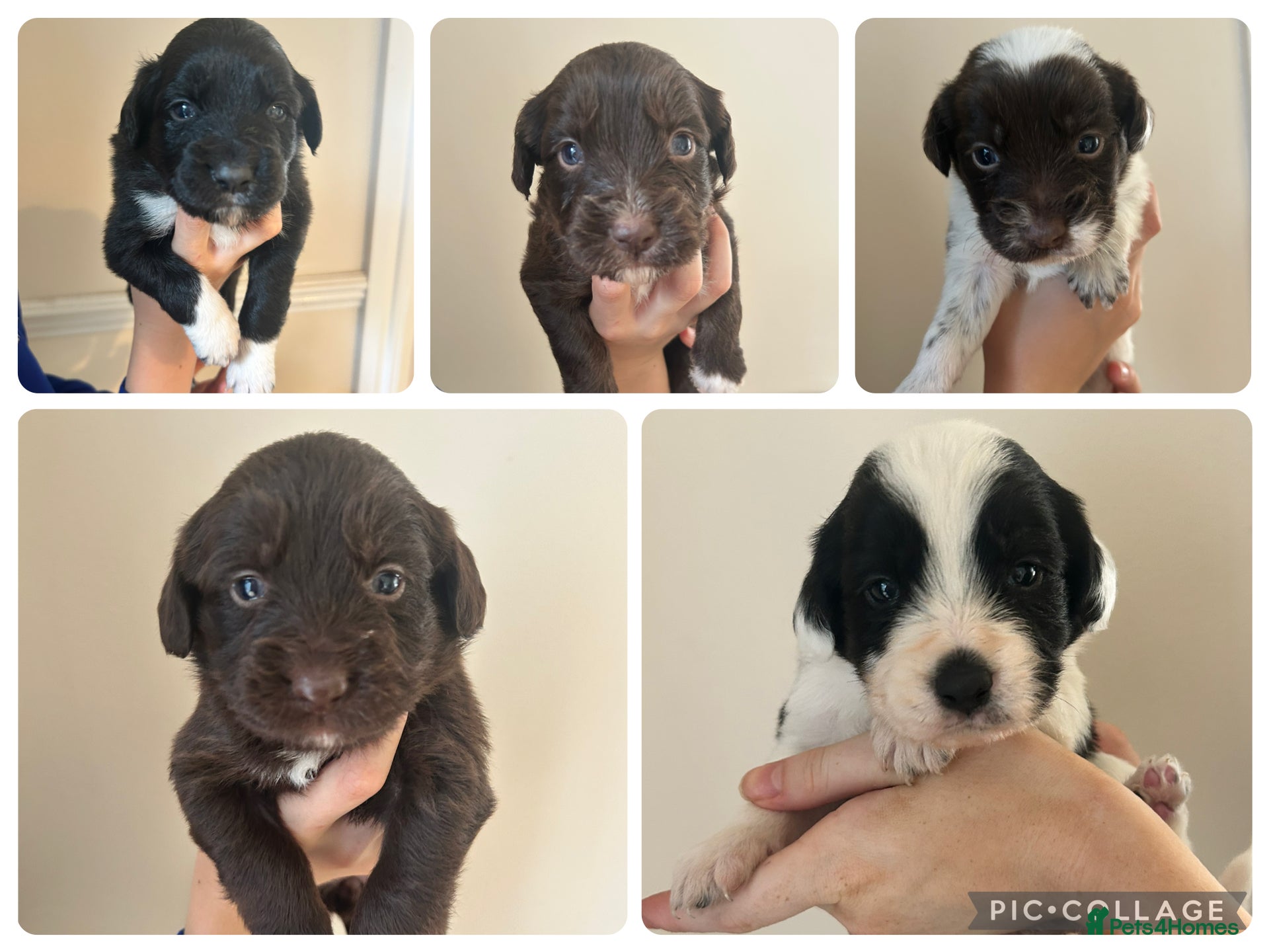 Mixed Breed dogs Borderpoo Puppies – Border collie x cockapoo - Advert 1