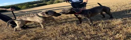 Cane Corso dogs for sale: Cane corso Puppies coming soon !!! in Durham - Advert 7