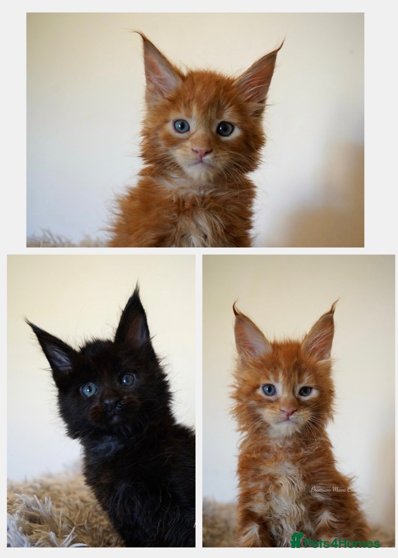 Maine Coon cats SHOW QUALITY GCCF MAINE COON KITTENS - Advert 1