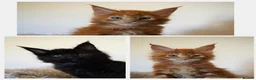 Maine Coon cats for sale: SHOW QUALITY GCCF MAINE COON KITTENS - Advert 1