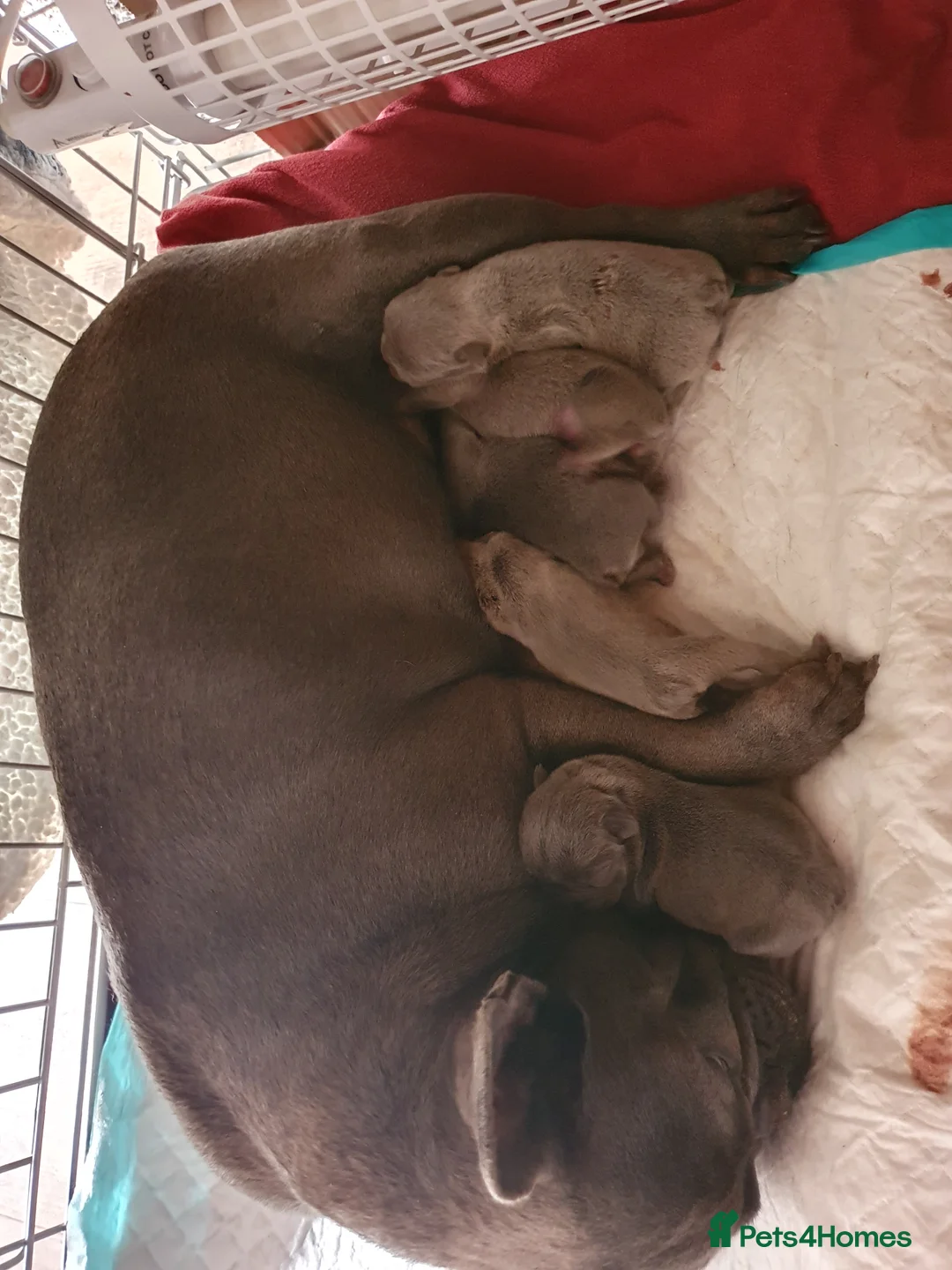 French Bulldog dogs for stud: Kye - Lilac and Tan Frenchie in St Albans - Advert 9