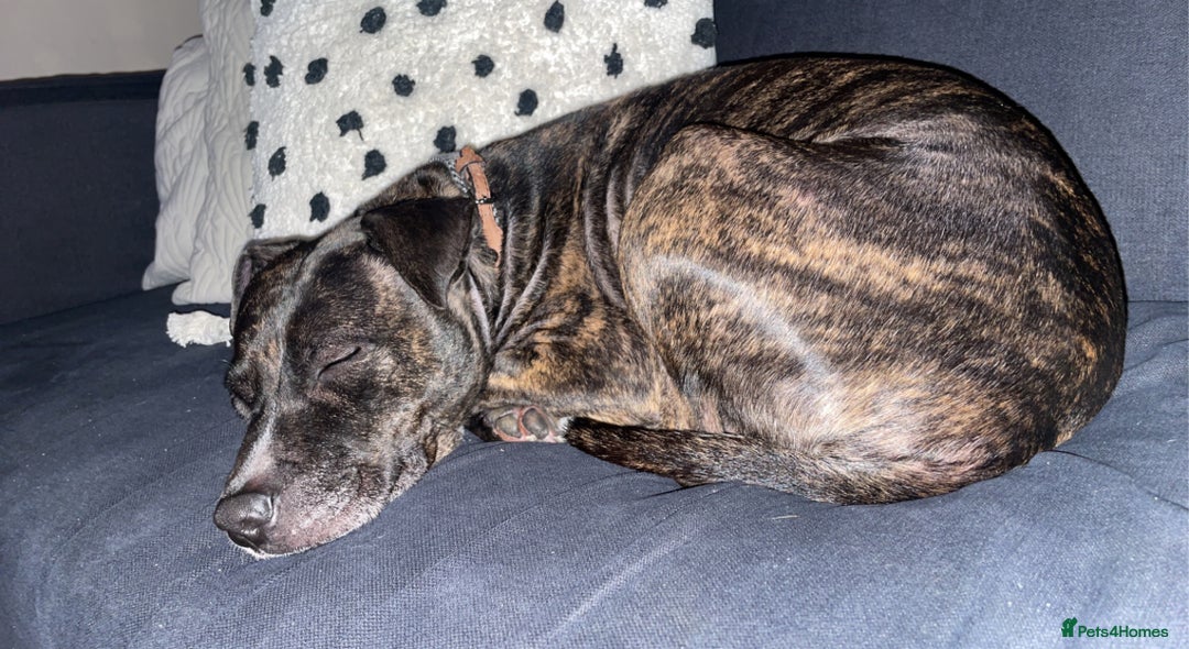 Mixed Breed dogs for sale: Staffy cross looking for a loving home  - Advert 6