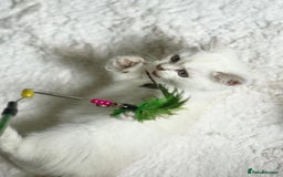 Scottish Fold cats for sale: Full pedigree Scottish fold in Croydon - Image 14