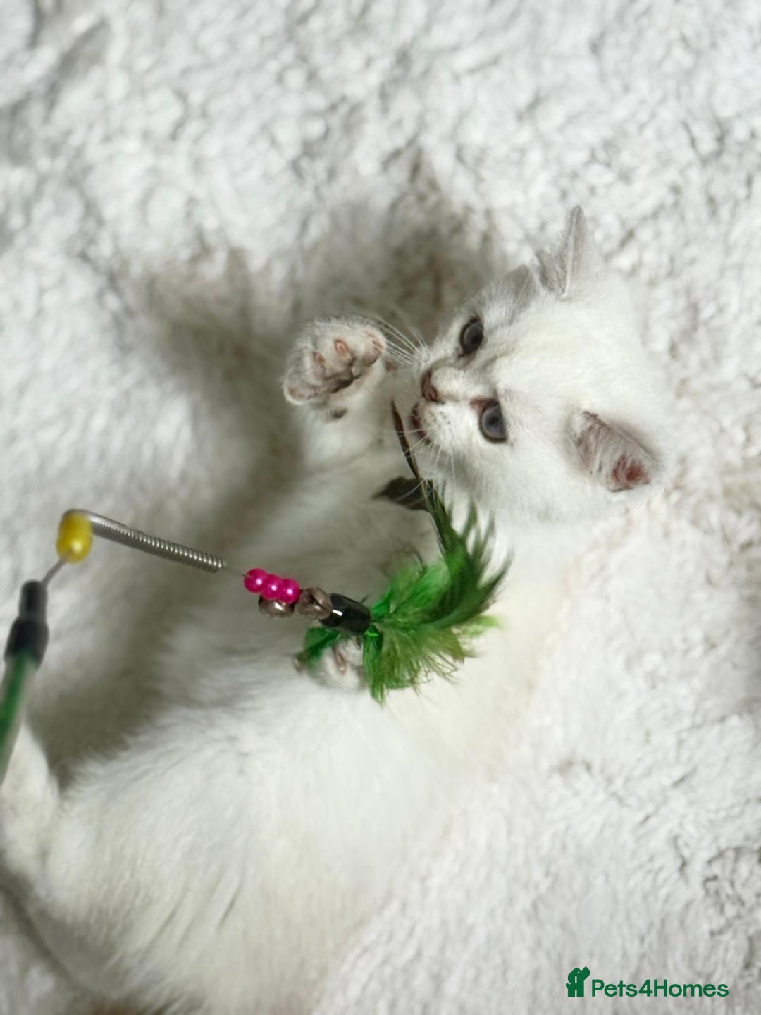 Scottish Fold cats for sale: Full pedigree Scottish fold in Croydon - Image 14