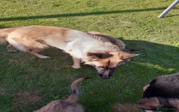 German Shepherd dogs for sale: Straight back gsd puppies  - Image 12