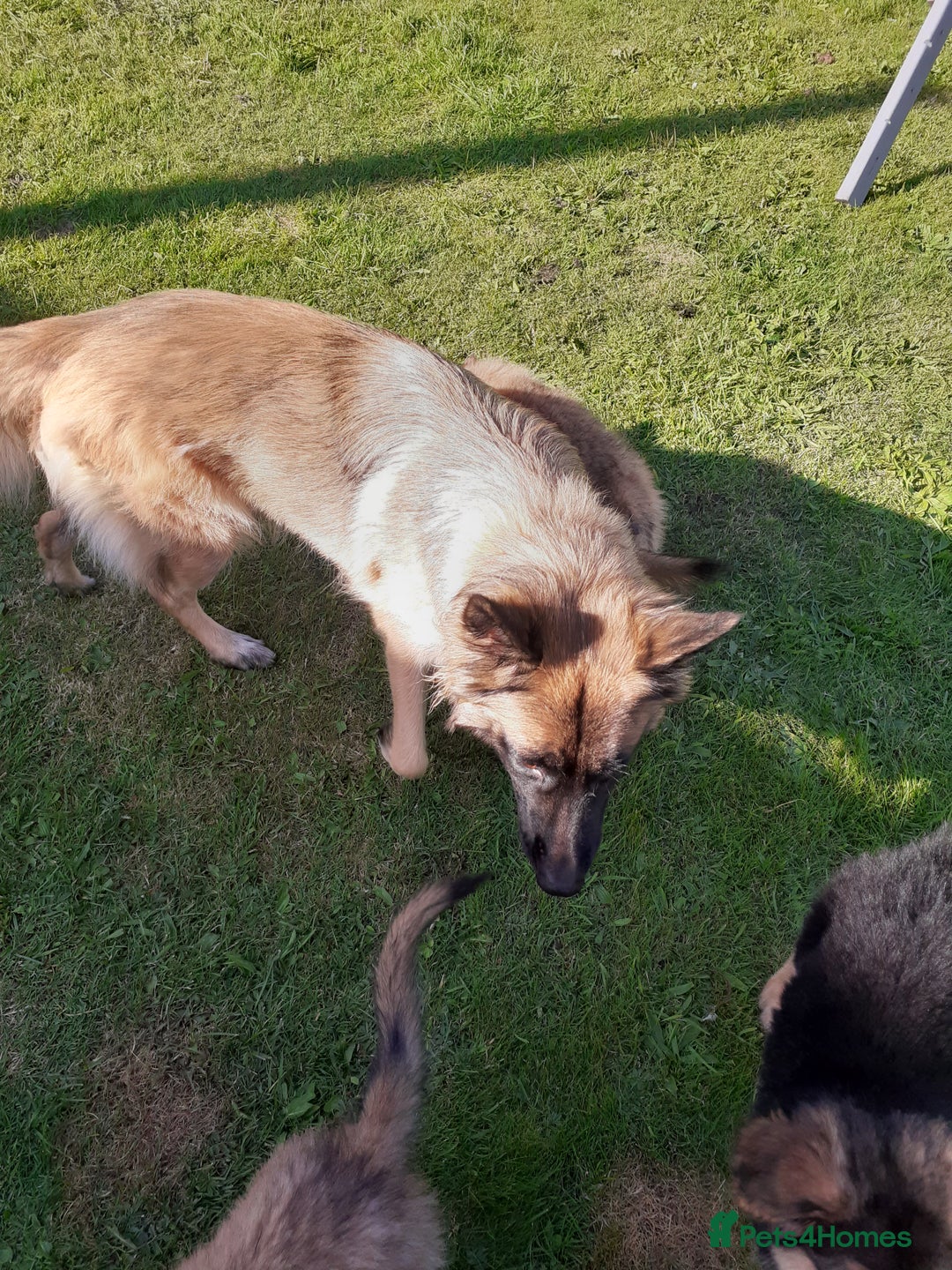 German Shepherd dogs for sale: Straight back gsd puppies  - Image 12