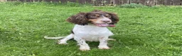 English Springer Spaniel dogs for sale: English Springer Spaniel in Wakefield - Advert 5