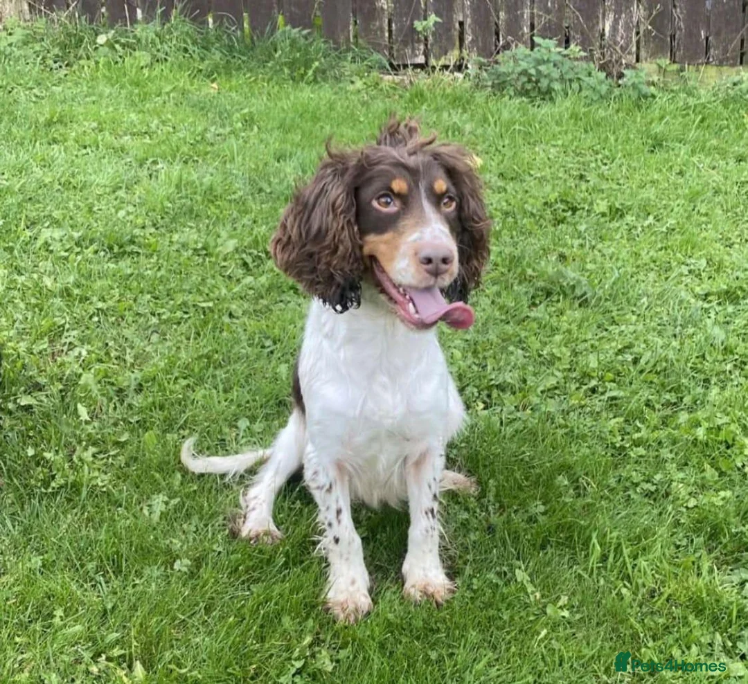 English Springer Spaniel dogs for sale: English Springer Spaniel in Wakefield - Advert 5