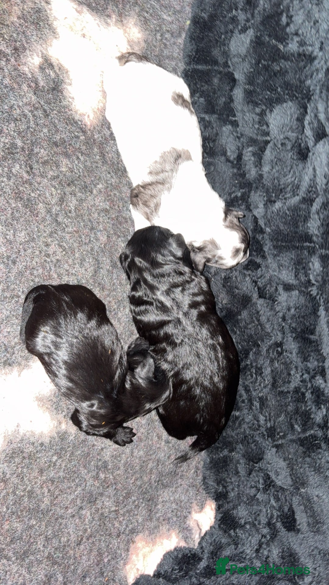 Lhasapoo dogs for sale: ***2 stunning lhasapoos ready this week*** - Advert 19