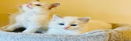 Ragdoll cats for sale: Pure Stunning Ragdoll Kittens  - Advert 2