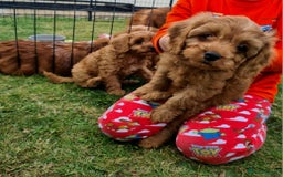 Cavapoo dogs for sale: DNA CLEAR F1 RED CAVAPOOS  - Image 6