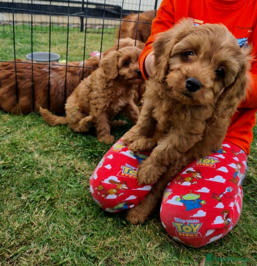 Cavapoo dogs for sale: DNA CLEAR F1 RED CAVAPOOS  - Image 6