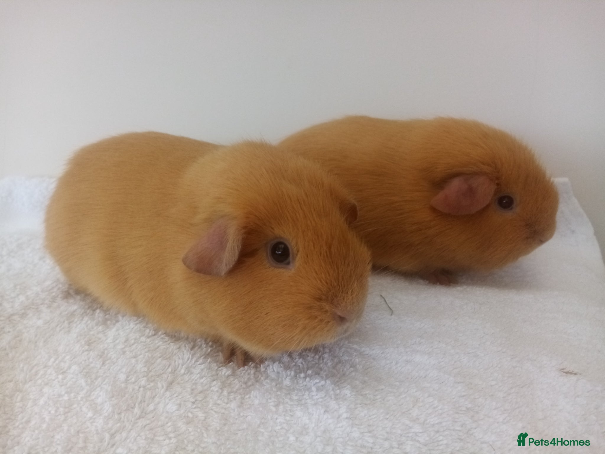 Guinea Pig rodents for sale: Self Guinea pigs  - Advert 1