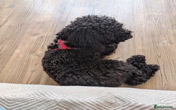 Mixed Breed dogs for sale: Female Lakipoo needs new home of her own - Image 2