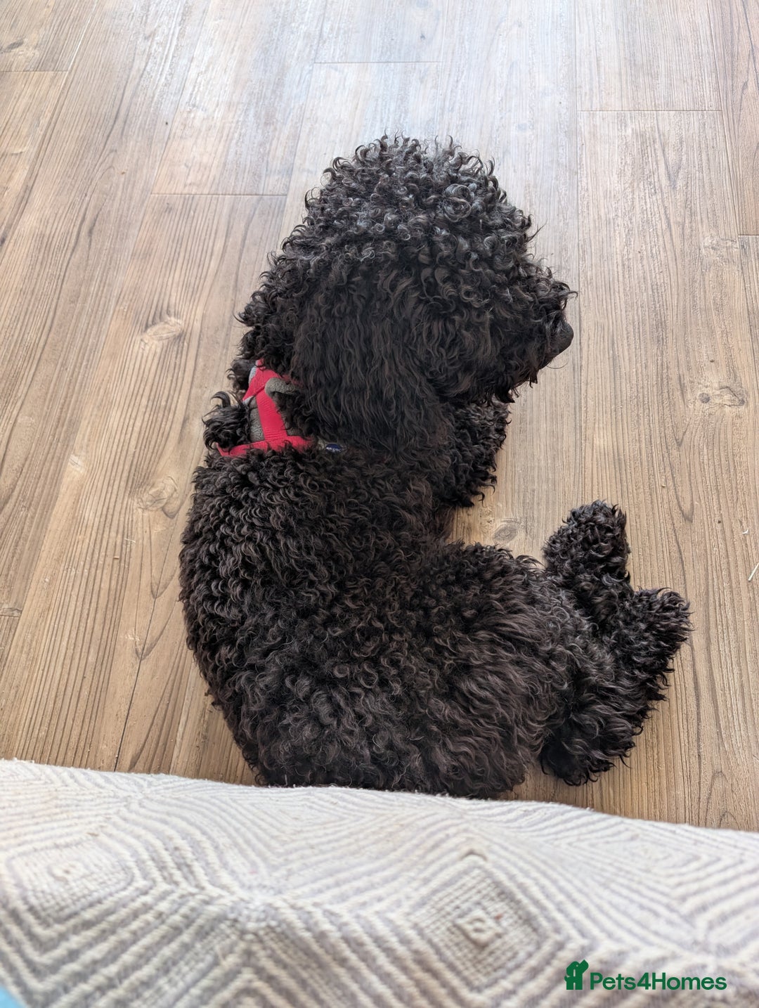 Mixed Breed dogs for sale: Female Lakipoo needs new home of her own - Image 2