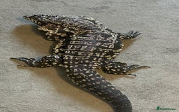 Mixed Breed invertebrates for sale: Black and white tegu  - Image 3